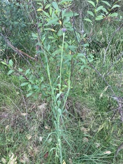 Tragopogon porrifolius