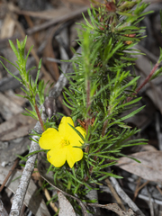 Hibbertia fasciculata