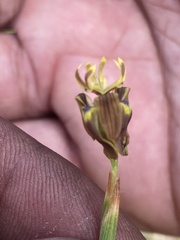Moraea inconspicua