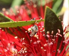 Tetragonula carbonaria
