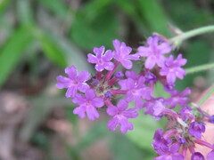 Verbena rigida