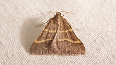 Perigune narbonea