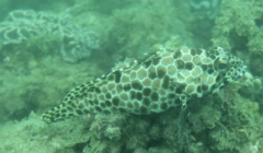 Epinephelus quoyanus