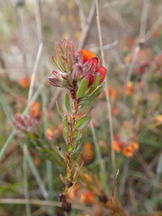 Pultenaea humilis
