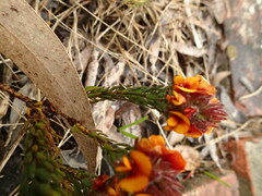 Pultenaea humilis