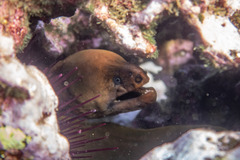 Gymnothorax prasinus