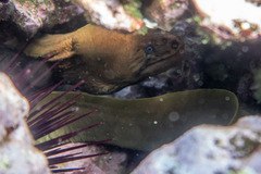 Gymnothorax prasinus