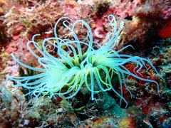 Cerianthus membranaceus