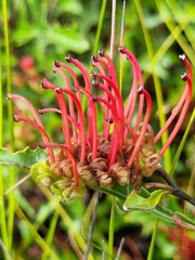 Grevillea infecunda