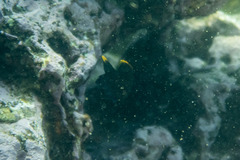 Plectroglyphidodon apicalis