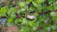 Hyperolius marmoratus marmoratus