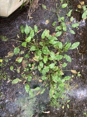 Alisma plantago-aquatica