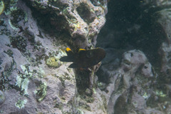 Plectroglyphidodon apicalis