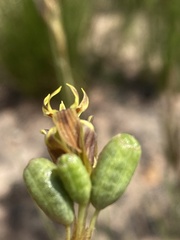 Moraea inconspicua