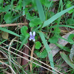 Viola hederacea