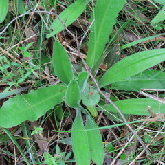 Plantago varia