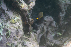 Plectroglyphidodon apicalis