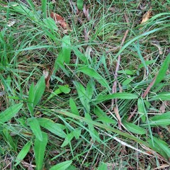 Plantago varia