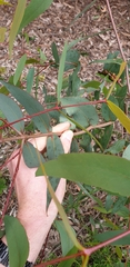 Eucalyptus dives