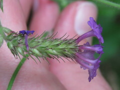 Verbena rigida