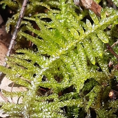 Thuidiopsis