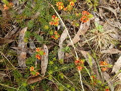 Pultenaea humilis