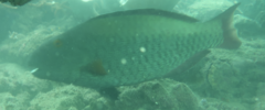 Cetoscarus ocellatus
