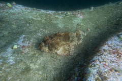 Scorpaena jacksoniensis