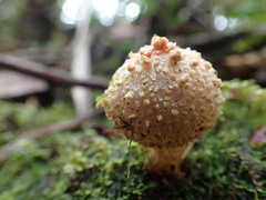 Calostoma