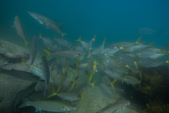 Trachurus novaezelandiae