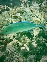 Caranx melampygus