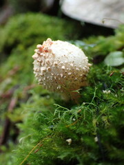 Calostoma