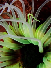 Cerianthus membranaceus