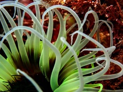 Cerianthus membranaceus