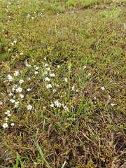 Microtis unifolia