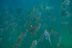 Monodactylus argenteus