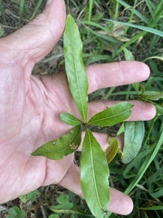 Beilschmiedia obtusifolia