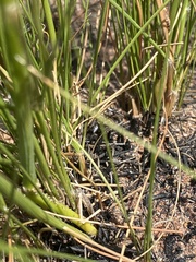 Moraea inconspicua