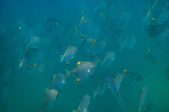 Monodactylus argenteus