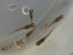 Gambusia affinis