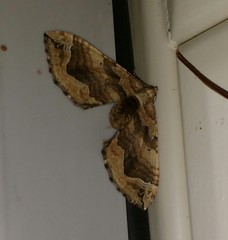 Pelurga comitata