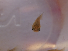 Gambusia affinis