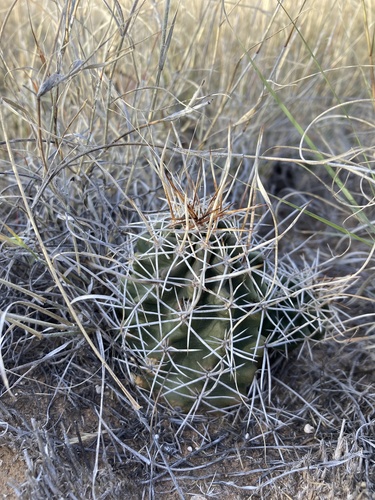 Echinocereus fendleri