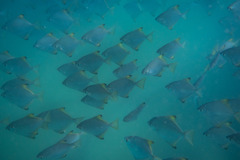 Monodactylus argenteus