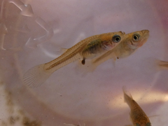 Gambusia affinis