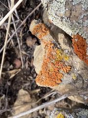 Lichinaceae