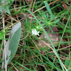 Asperula conferta