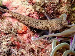 Gobius incognitus