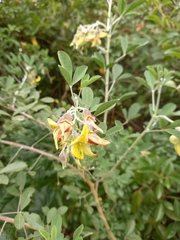 Crotalaria capensis