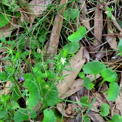 Asperula conferta